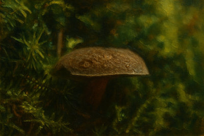 Forest Mushroom in the Undergrowth, Hrensko, Czech Republic