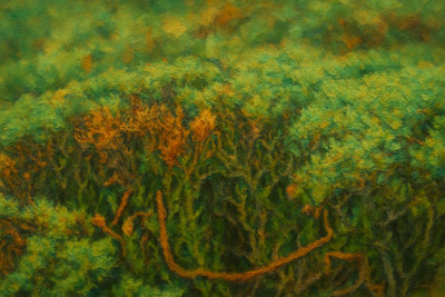 Green Shrubs with Autumn Tints, Tokyo, Japan