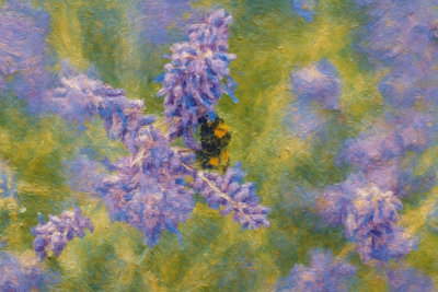 Bumblebee on Purple Flowers, Osijek, Croatia