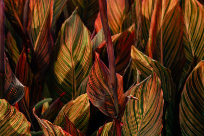 Fan of Striped Leaves, Madrid, Spain
