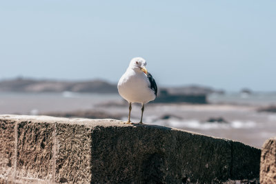 Essaouira, Morocco — fine art travel photography print available from Clever Tourists