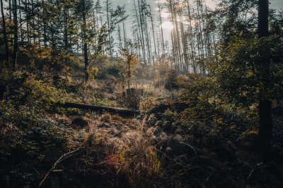 Hrensko, Czech Republic — fine art travel photography print available from Clever Tourists