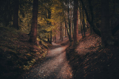 Forest Path in Autumn Light, Hrensko, Czech Republic