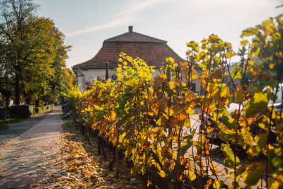 Tokaj, Hungary
