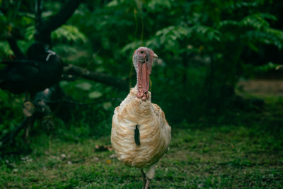 Sabang, Philippines — fine art travel photography print available from Clever Tourists