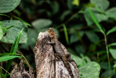 Khao Sok, Thailand — fine art travel photography print available from Clever Tourists