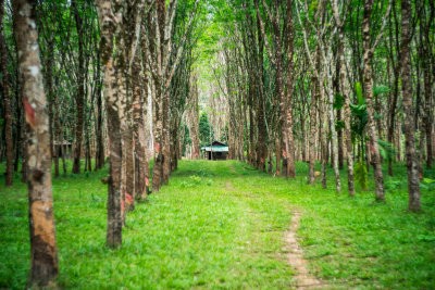 Khao Sok, Thailand — fine art travel photography print available from Clever Tourists