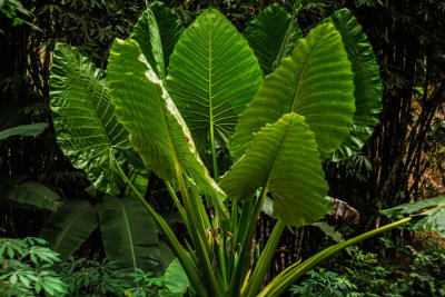 Khao Sok, Thailand — fine art travel photography print available from Clever Tourists