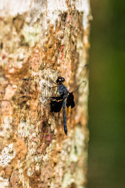 Khao Sok, Thailand — fine art travel photography print available from Clever Tourists