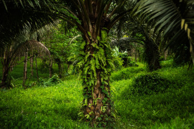 Khao Sok, Thailand — fine art travel photography print available from Clever Tourists