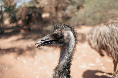 Alice Springs, Australia — fine art travel photography print available from Clever Tourists