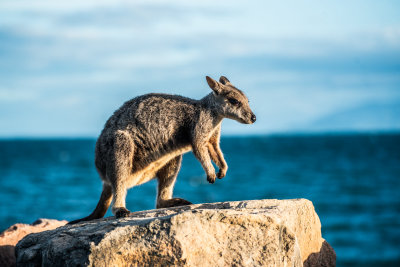 Magnetic Island, Australia