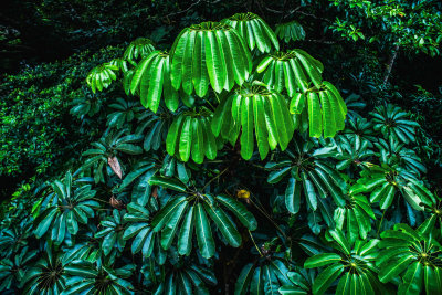 Cairns, Australia