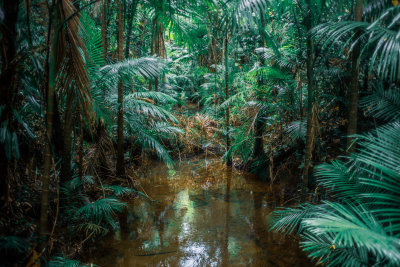 Daintree, Australia
