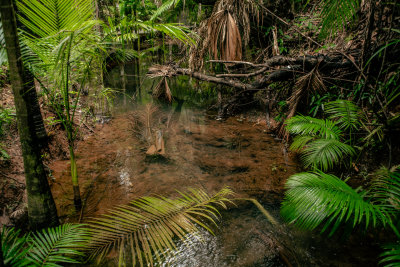 Daintree, Australia — fine art travel photography print available from Clever Tourists