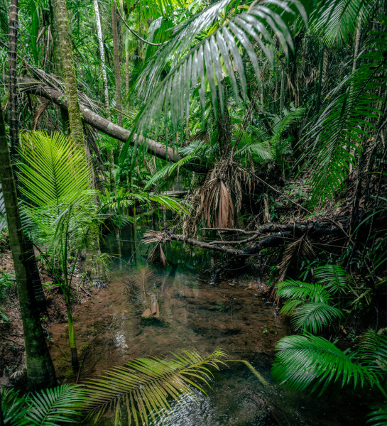 Daintree, Australia