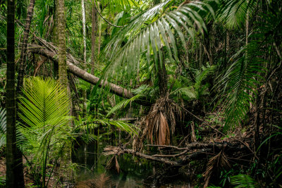 Daintree, Australia — fine art travel photography print available from Clever Tourists