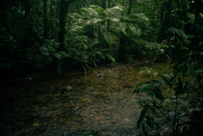 Daintree, Australia — fine art travel photography print available from Clever Tourists