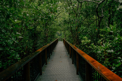 Daintree, Australia — fine art travel photography print available from Clever Tourists