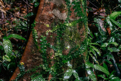 Daintree, Australia — fine art travel photography print available from Clever Tourists