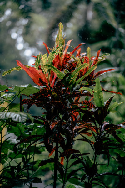 Daintree, Australia — fine art travel photography print available from Clever Tourists