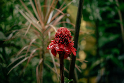 Daintree, Australia — fine art travel photography print available from Clever Tourists