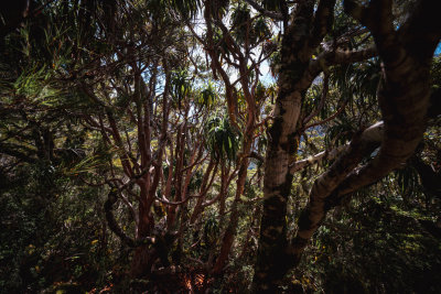 Little River, New Zealand — fine art travel photography print available from Clever Tourists
