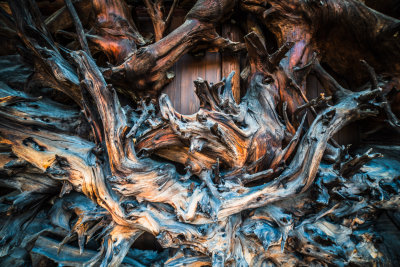 Tree Roots on Wood Planks, Kanazawa, Japan