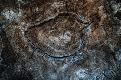 Wood Grain Rings, Kanazawa, Japan