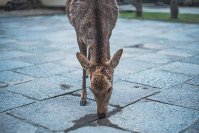 Nara, Japan — fine art travel photography print available from Clever Tourists