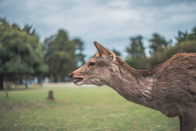 Nara, Japan — fine art travel photography print available from Clever Tourists