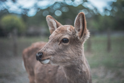 Nara, Japan