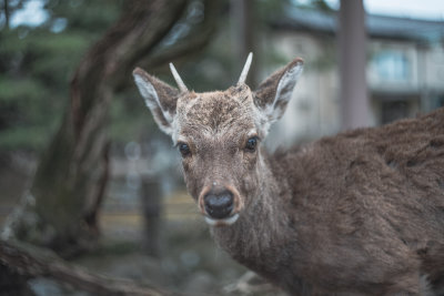 Nara, Japan — fine art travel photography print available from Clever Tourists