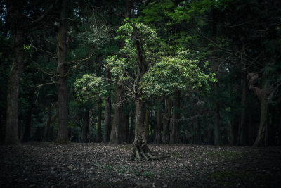 Nara, Japan — fine art travel photography print available from Clever Tourists