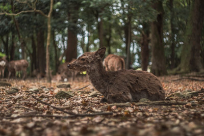 Nara, Japan — fine art travel photography print available from Clever Tourists