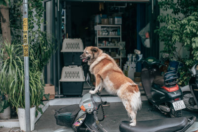 Hoi An, Vietnam — fine art travel photography print available from Clever Tourists