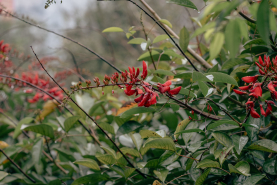 Da Lat, Vietnam — fine art travel photography print available from Clever Tourists
