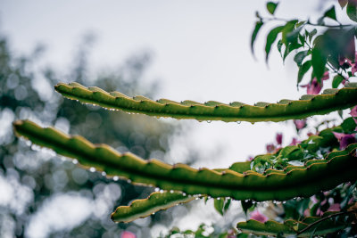 Da Lat, Vietnam