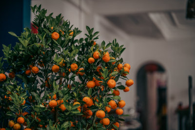 Da Lat, Vietnam — fine art travel photography print available from Clever Tourists