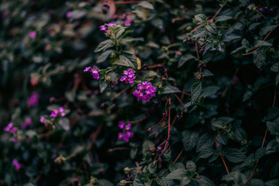 Da Lat, Vietnam — fine art travel photography print available from Clever Tourists