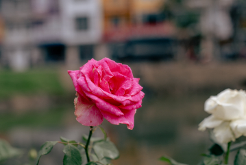 Da Lat, Vietnam — fine art travel photography print available from Clever Tourists