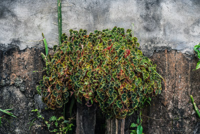 Munduk, Indonesia — fine art travel photography print available from Clever Tourists