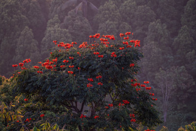 Munduk, Indonesia — fine art travel photography print available from Clever Tourists