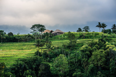 Ubud, Indonesia — fine art travel photography print available from Clever Tourists