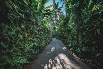 Ubud, Indonesia — fine art travel photography print available from Clever Tourists
