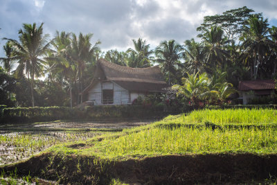 Ubud, Indonesia — fine art travel photography print available from Clever Tourists