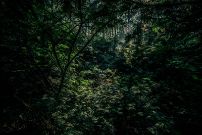 Kintamani, Indonesia