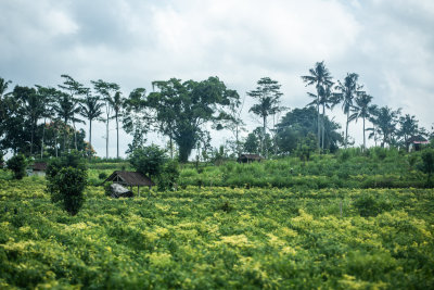 Sidemen, Indonesia — fine art travel photography print available from Clever Tourists