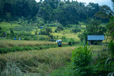 Sidemen, Indonesia — fine art travel photography print available from Clever Tourists