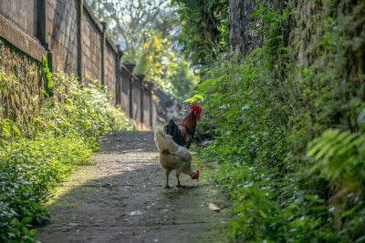 Sidemen, Indonesia — fine art travel photography print available from Clever Tourists